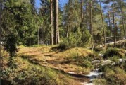 Kevään eka pitkä polkujuoksu: Sipoonkorpi Trail