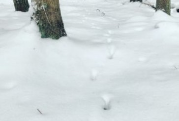 Viikko 11: Pitkä lenkki kiihtyvänä